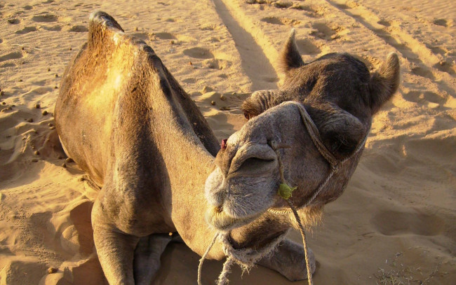 Обои картинки фото животные, верблюды, следы, песок, верблюд