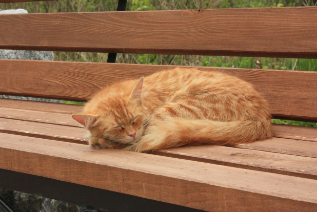 Обои картинки фото животные, коты, на, лавочке, спит, рыжая, кошка
