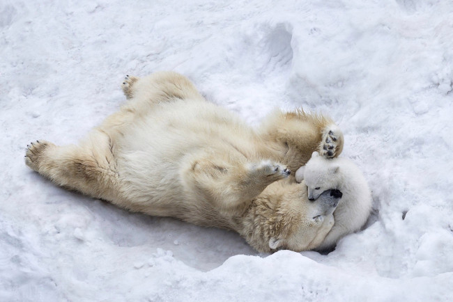 Обои картинки фото животные, медведи, winter, puppy, mother, playing, son, wildlife, animals, paws, nature, ice, fur, polar, bears, snow, wild