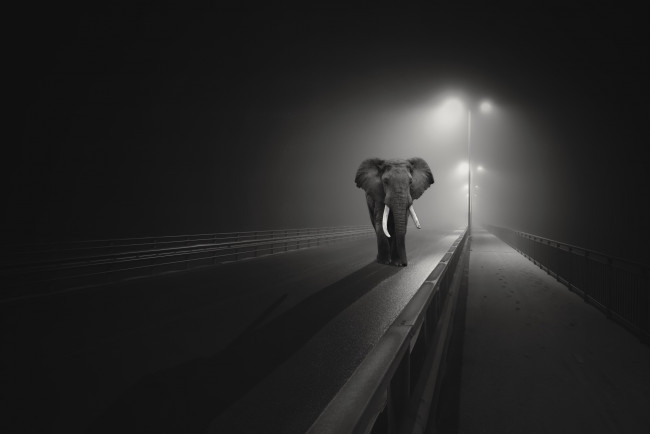Обои картинки фото животные, слоны, мост, ночь, город, слон