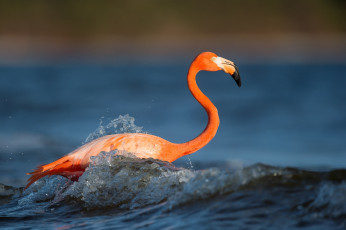 Картинка животные фламинго flamingo