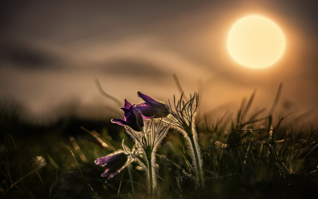 Обои картинки фото цветы, анемоны,  сон-трава, ночь