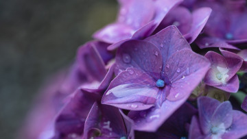 Картинка цветы гортензия лиловая соцветие макро капли