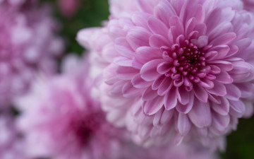 Картинка цветы георгины розовый георгин макро боке