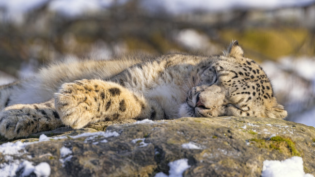 Обои картинки фото животные, снежный барс , ирбис, спит