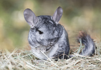 Картинка животные шиншиллы мышь