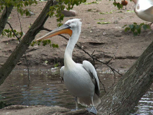 обоя pelikan, животные, пеликаны