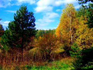 Картинка ярко природа лес осень солнечно тепло