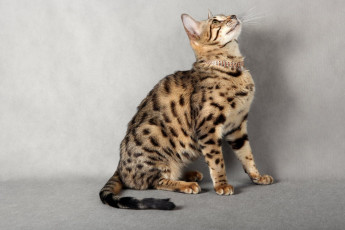 Картинка животные дикие кошки саванна