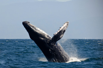 обоя животные, киты, кашалоты, прыжок, вода, большой