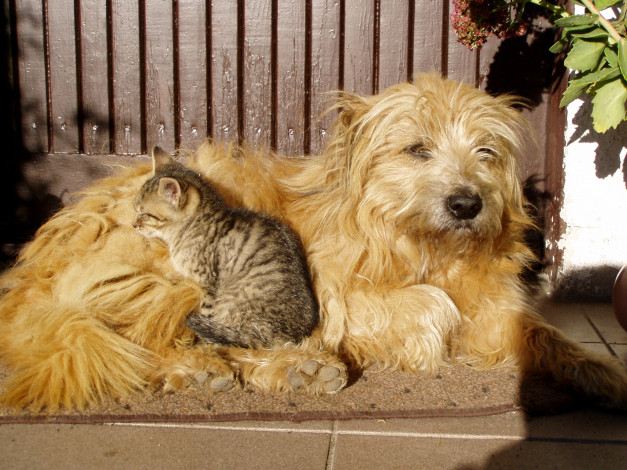 Обои картинки фото животные, разные, вместе, собака, котенок