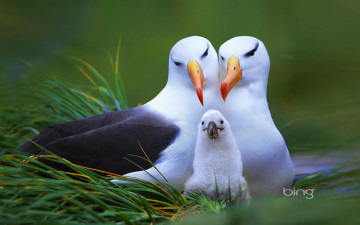 Картинка животные альбатросы птицы