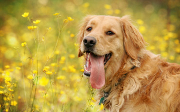 Картинка животные собаки лето поле собака