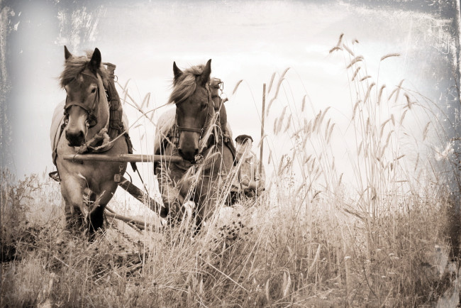 Обои картинки фото животные, лошади, поле, повозка, кони, стиль, фон