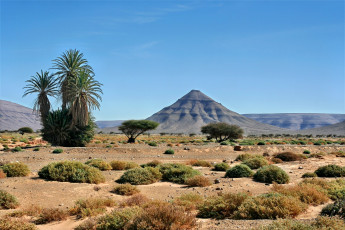 Картинка природа пустыни пустыня холмы трава пальмы