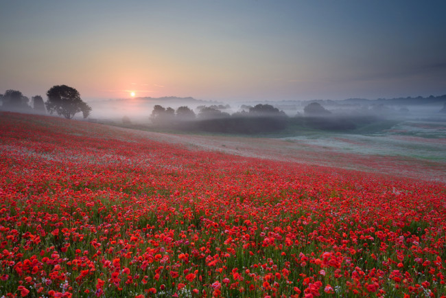 Обои картинки фото природа, поля, туман, восход, утро, маки