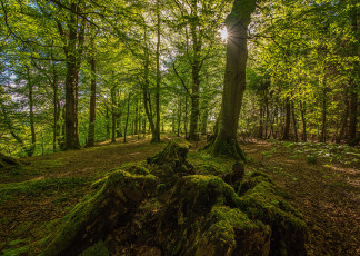 Картинка природа лес свет листва