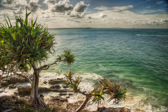 Картинка природа побережье пляж австралия пальмы море