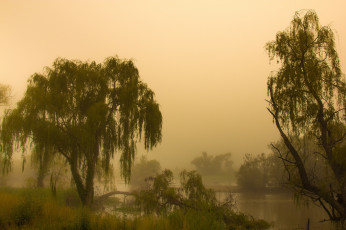 Картинка природа деревья туман утро jerrabomberra водно-болотные угодья австралия канберра