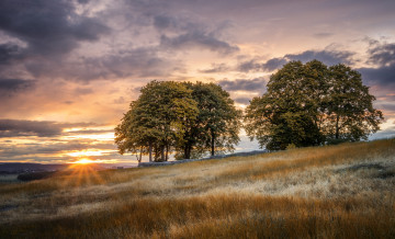 Картинка природа восходы закаты деревья трава равнина