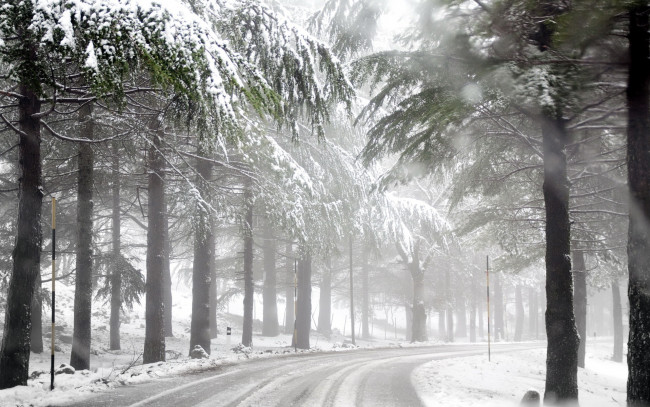 Обои картинки фото природа, зима, туман, лес