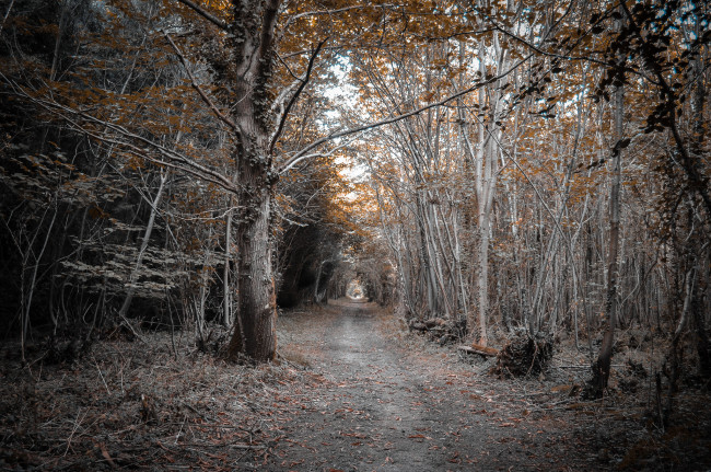 Обои картинки фото природа, дороги, дорога, лес, осень
