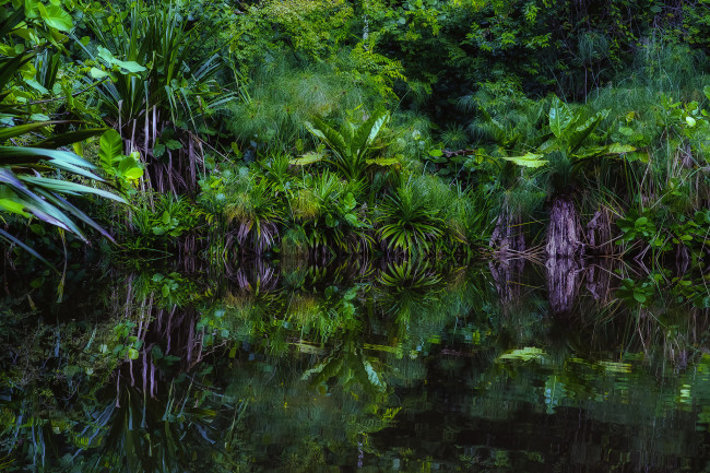 Обои картинки фото природа, тропики, отражение, река, джунгли