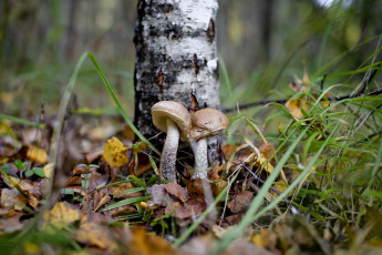 Картинка природа грибы подберёзовик лес осень