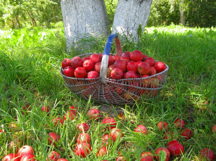 Картинка еда Яблоки лето яблоки урожай фрукты