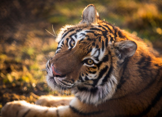 Картинка животные тигры хищник животное тигр голова