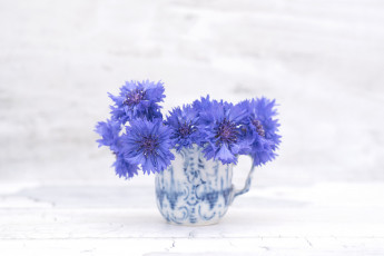 Картинка цветы васильки цветение василек синий