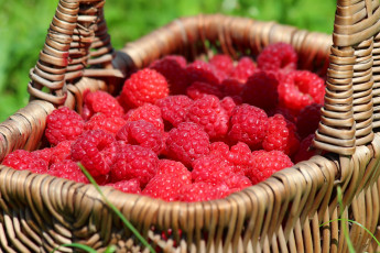 Картинка еда малина лето дача ягоды вкусно витамины красота ягода урожай природа