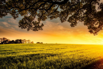 Картинка природа восходы закаты поле зелень небо трава ветки деревья солнце