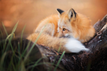 Картинка животные лисы пушистый лиса осень хвост лис