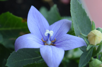 Картинка цветы макро синий цветок
