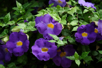 Картинка цветы петунии +калибрахоа петуния синяя цветение
