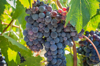 Картинка природа Ягоды +виноград grapes leaves the vineyard виноград грозди листва виноградник