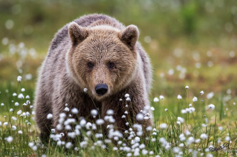 Картинка животные медведи природа медведь лето
