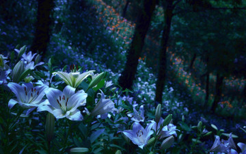 Картинка цветы лилии +лилейники парк бутоны сад