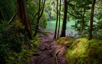 Картинка природа реки озера деревья тропинка озеро лес кусты мох