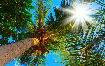 Картинка природа тропики пальмы солнце небо верхушки ветки листья