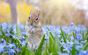 Картинка животные бурундуки грызун зверёк природа животное бурундук весна цветы