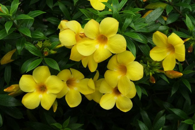 Обои картинки фото цветы, алламанда, цветение, желтый