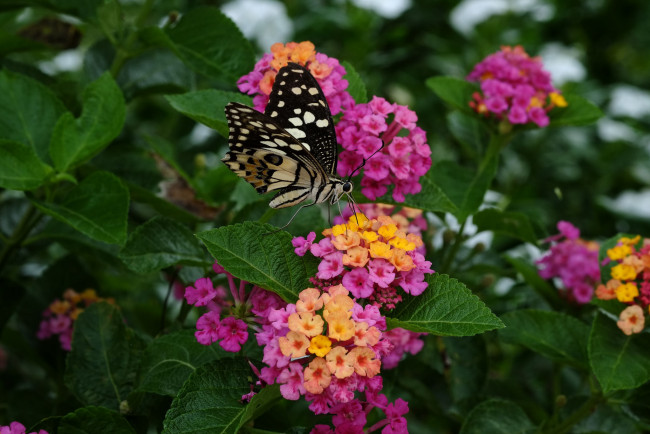 Обои картинки фото животные, бабочки,  мотыльки,  моли, бабочка, окрас, крылья