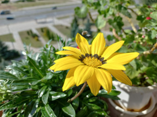 Картинка цветы газания желтая макро