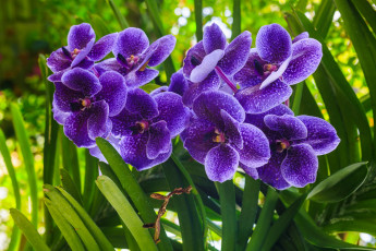Картинка цветы орхидеи лиловые экзотика