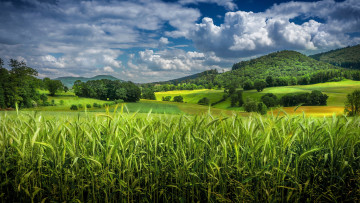 Картинка красота природа поля зелень поле горы злаки