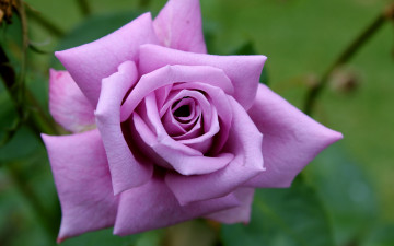Картинка rose+mainzer+fastnacht цветы розы rose mainzer fastnacht