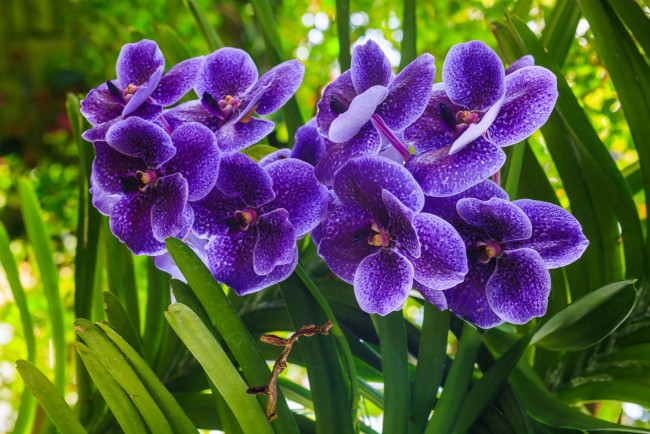 Обои картинки фото цветы, орхидеи, лиловые, экзотика