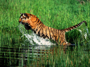 Картинка splash bengal tiger животные тигры